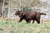 LABRADOR 803